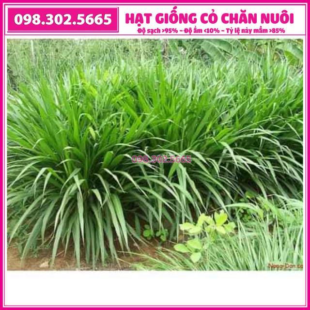 Hạt giống cỏ trong chăn nuôi Mulato II gói 200g