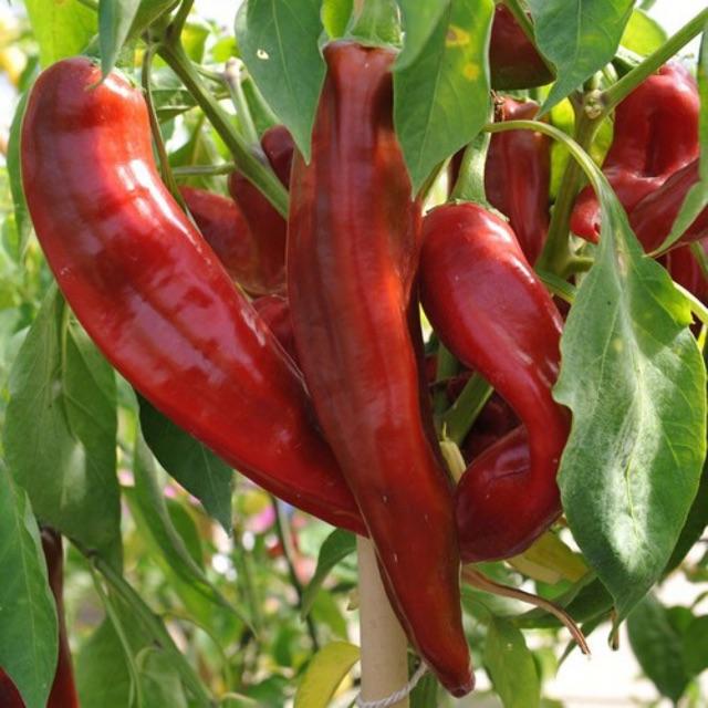 Hạt giống ớt sừng