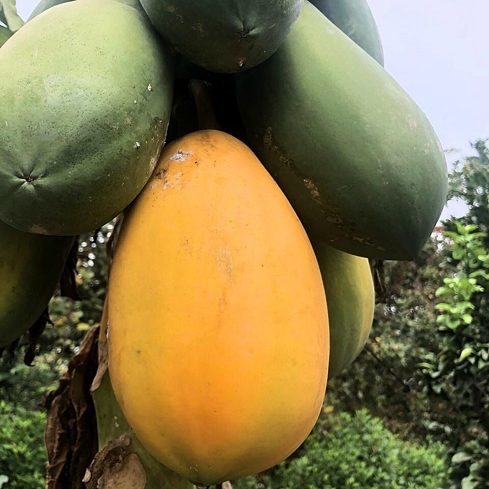 Hạt giống đu đủ ruột vàng Vĩnh Tường gói 5 hạt