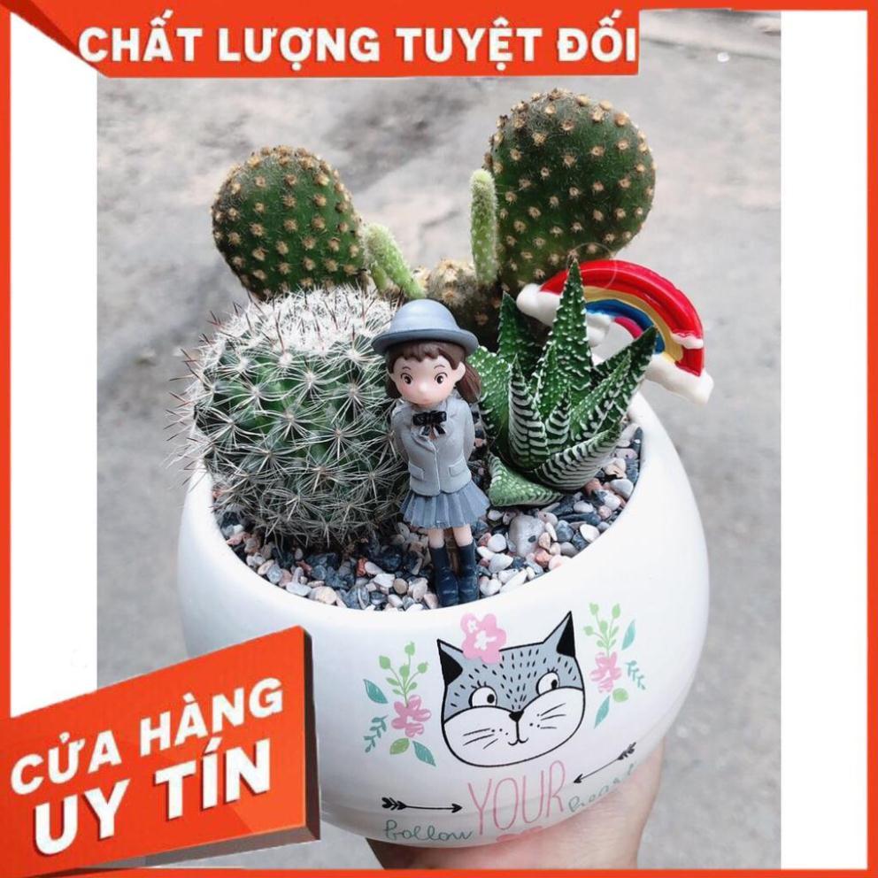 Chậu xương rồng tiểu cảnh