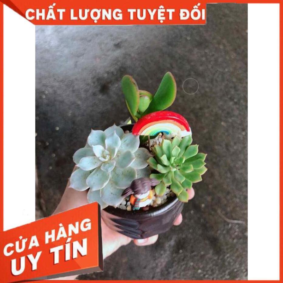 Chậu sen đá tiểu cảnh Nhiều Người Mua