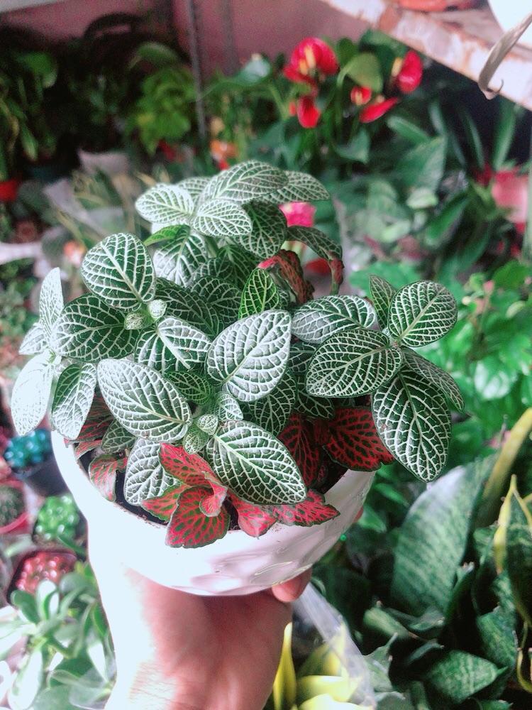 Chậu Cây Cẩm Nhung