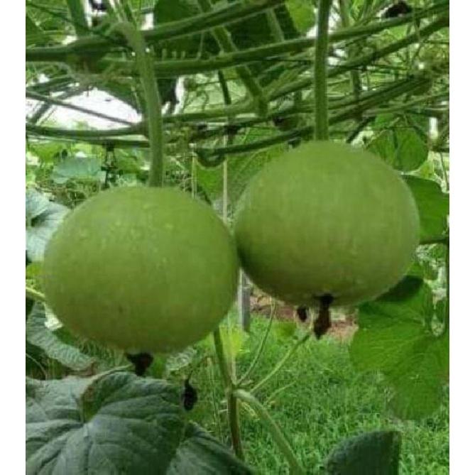 Hạt giống bầu quả tròn Thái - 1 gói 1gram