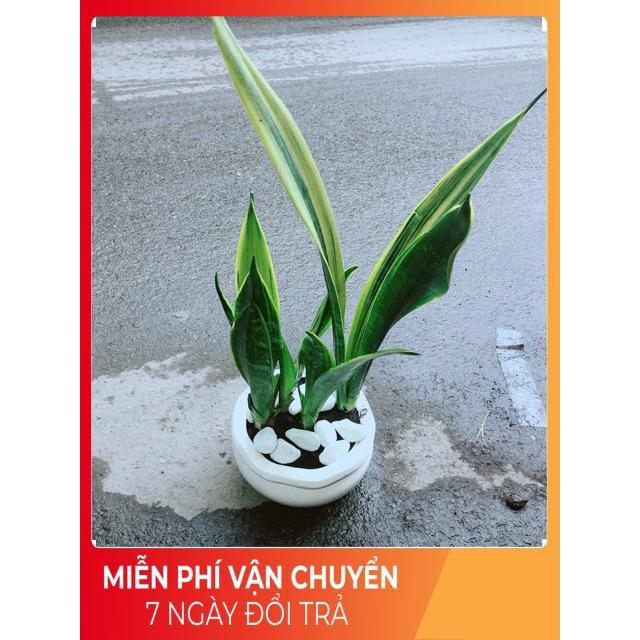 Chậu Lưỡi Hổ Hoàng Kim