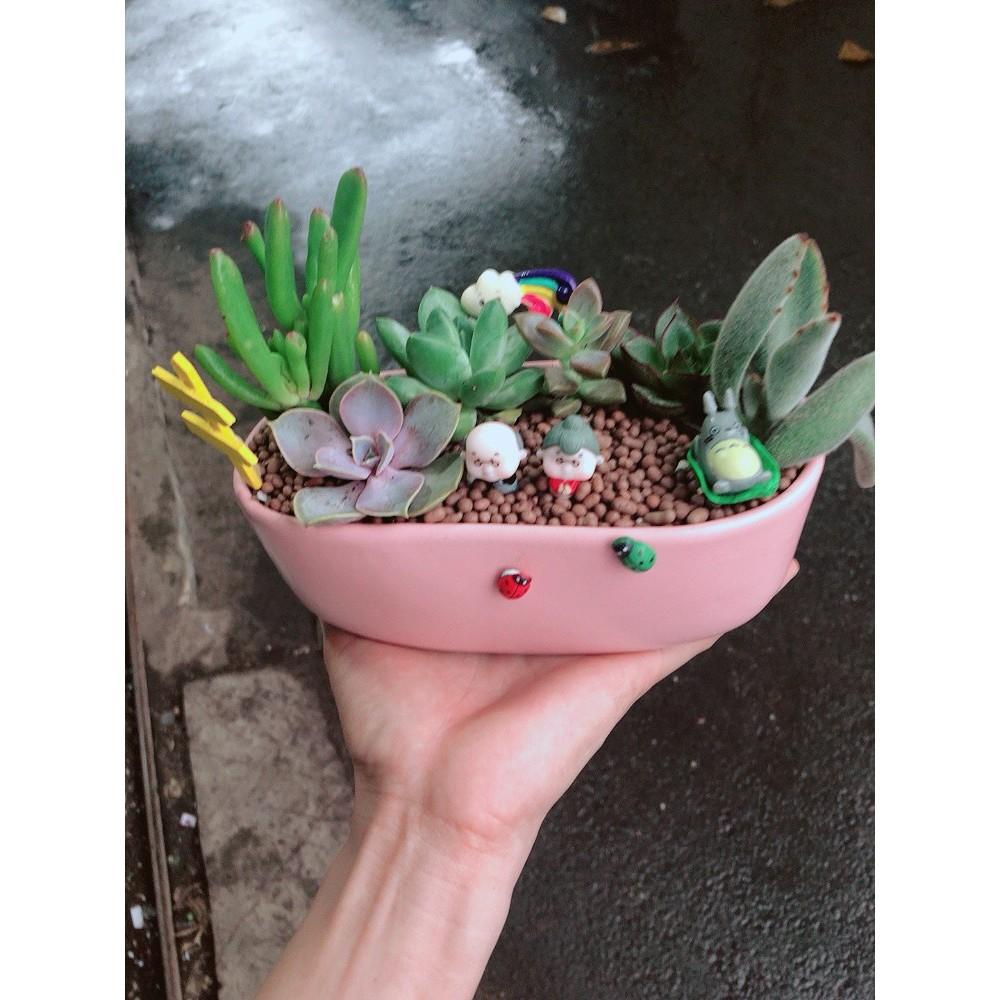 Chậu sen đá tiểu cảnh 18