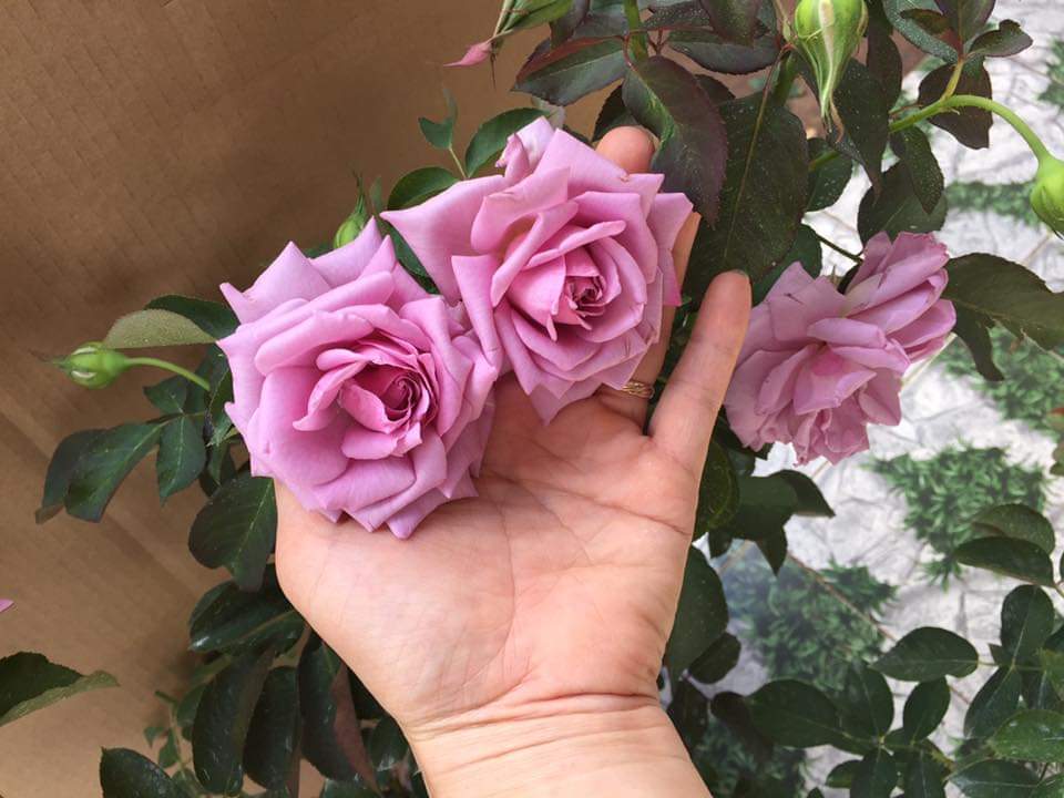 Hoa hồng ngoại Love Song Rose tím hoa chùm siêu đẹp - Thang Long Flower