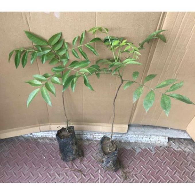 COMBO 5 CÂY GIỐNG CÂY MẮC MẬT , CAM KẾT GIỐNG CHUẨN F1
