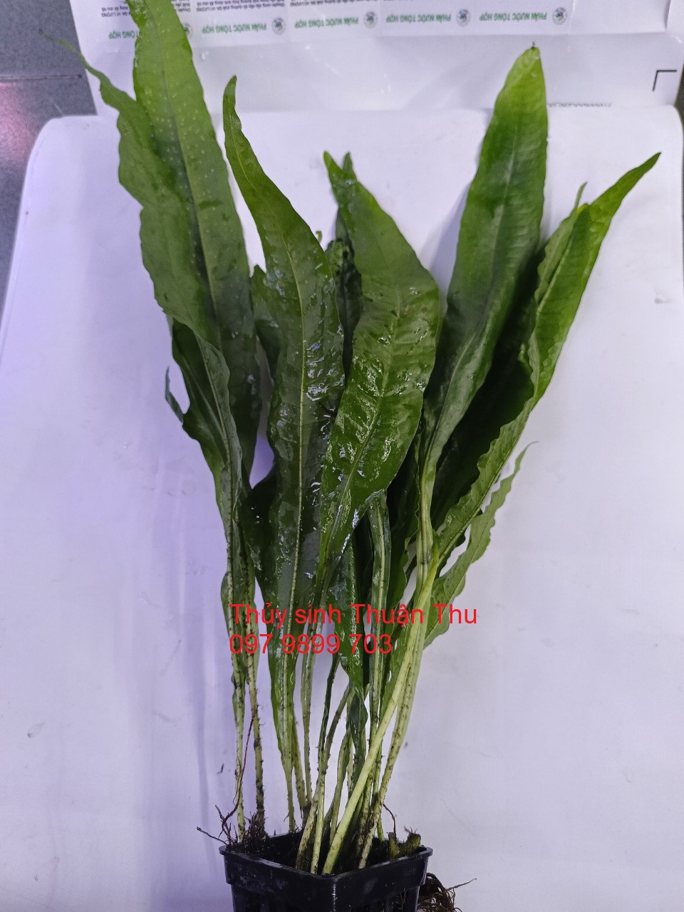 Cây Dương xỉ java thủy sinh / bán cạn loại lớn dài 20-50cm cây thủy sinh hậu cảnh