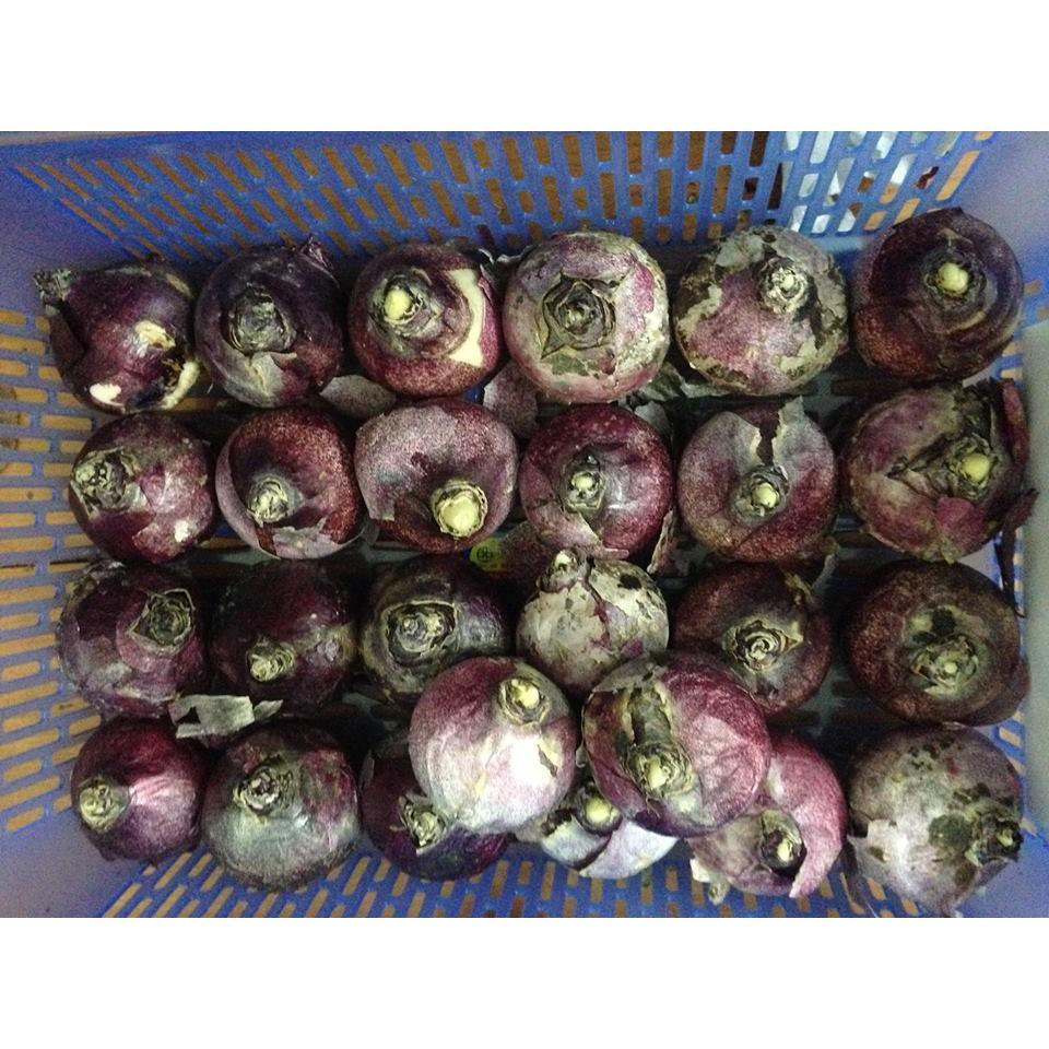 Củ giống hoa tiên ông trắng 1 củ