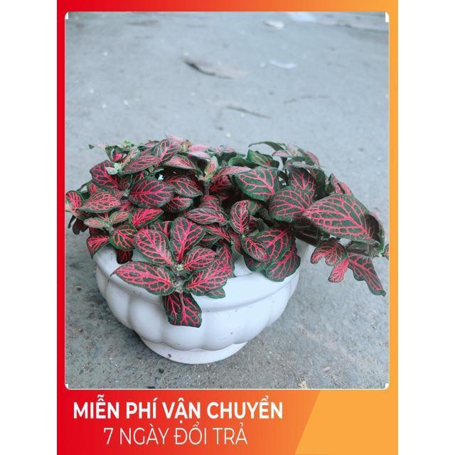 Chậu Cẩm Nhung Đỏ