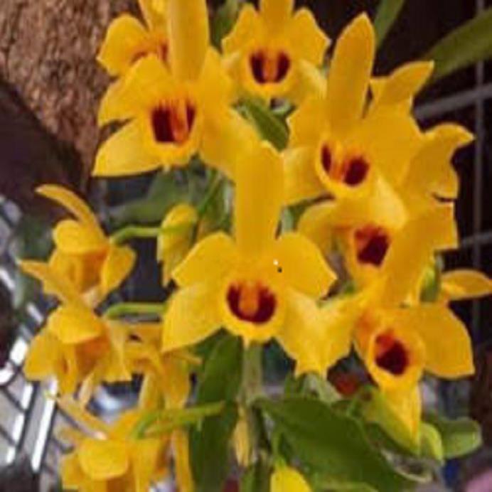 Sản Phẩm Hoa lan - trầm vàng