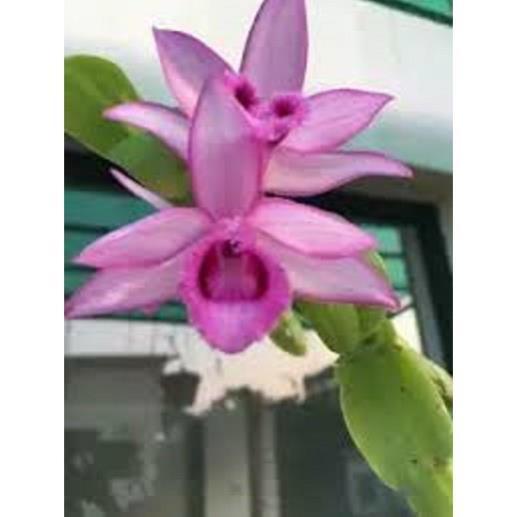 Phi điệp tím hàng gieo hạt