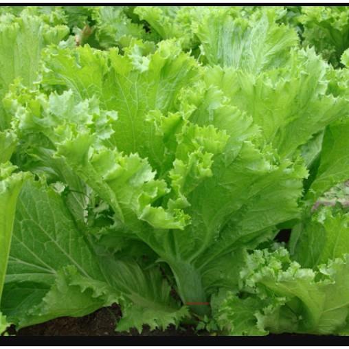 20gr cải bẹ mào gà cao sản
