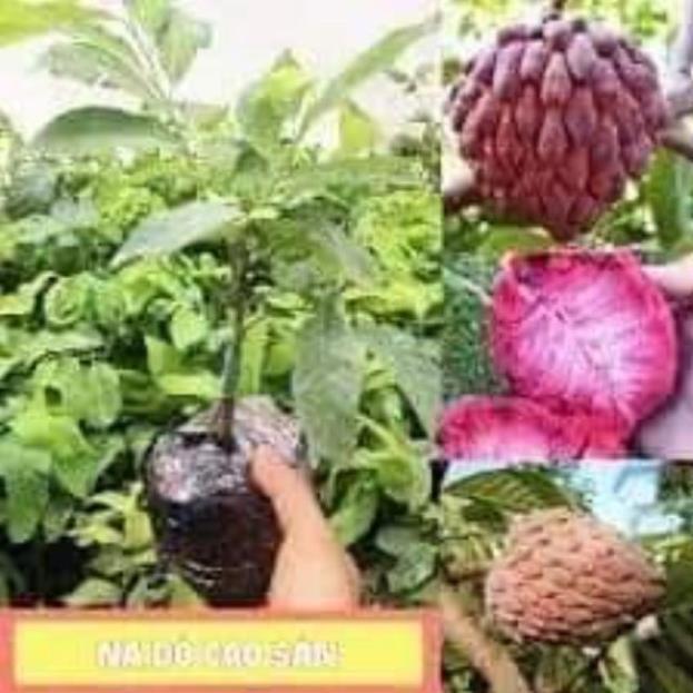 Sản phẩm CÂY NA ĐỎ CAO SẢN