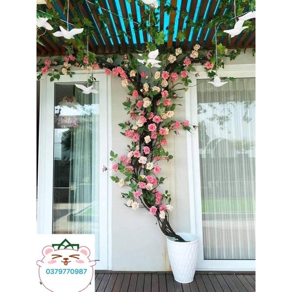 Dây leo Hoa hồng - Hoa lụa