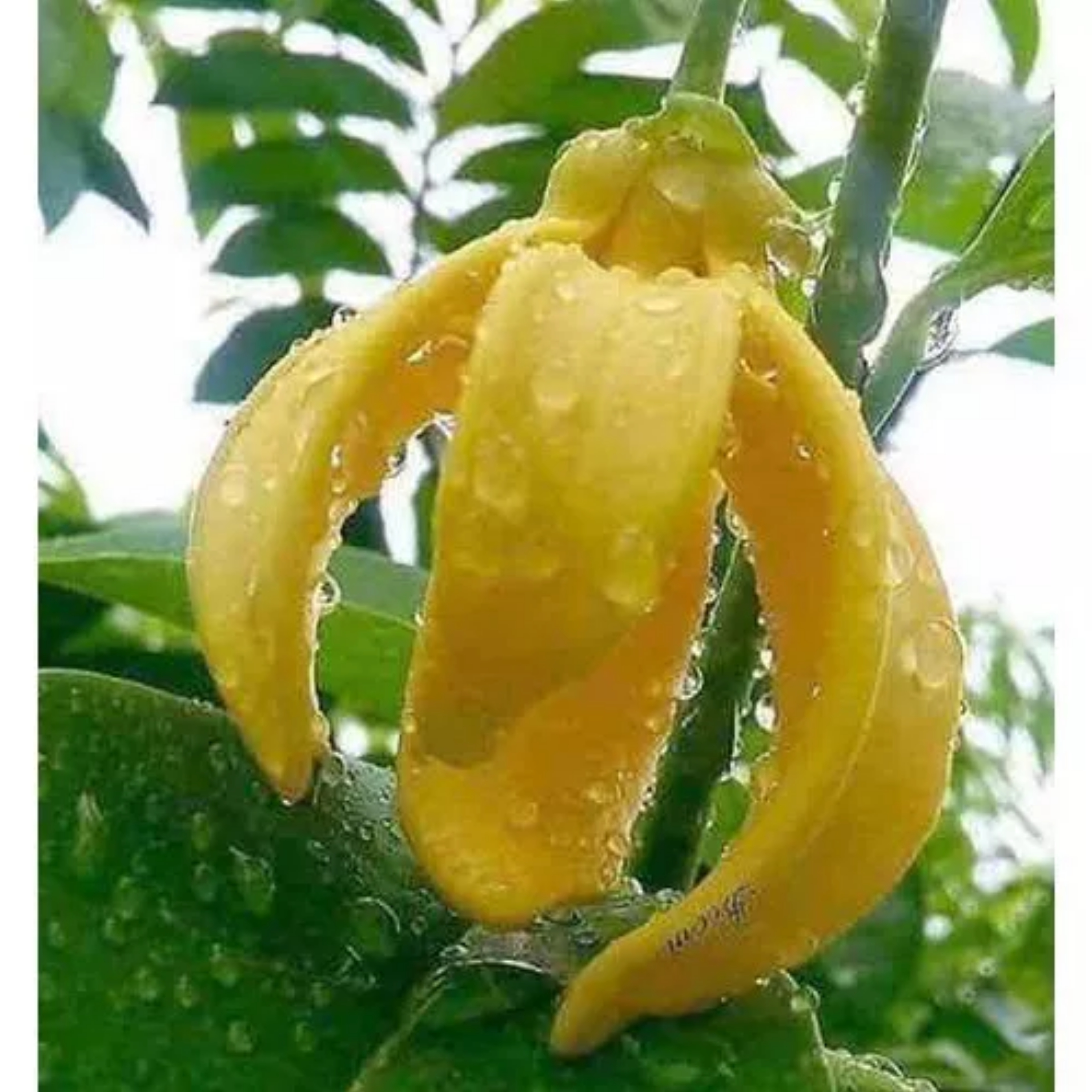 Cây hoa dẻ thơm hay cây hoa móng rồng