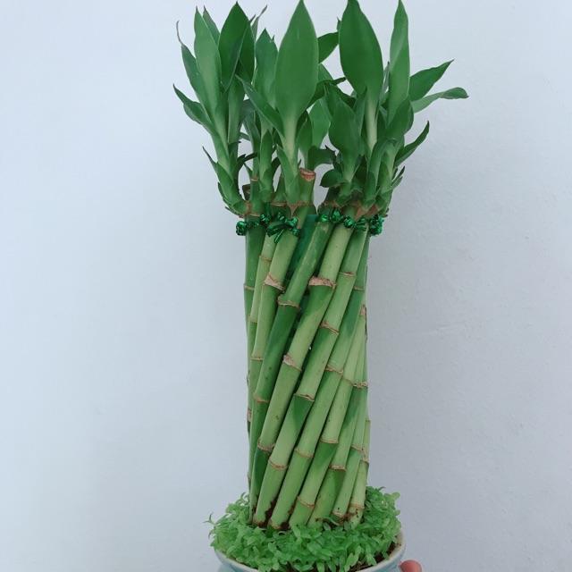 Chậu trúc phát tài