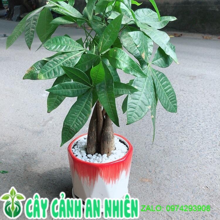 Chậu Cây Kim Ngân Thắt Bính