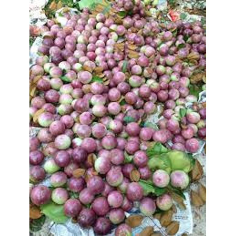 Cây giống vú sữa tím hàng cây giống chuẩn F1