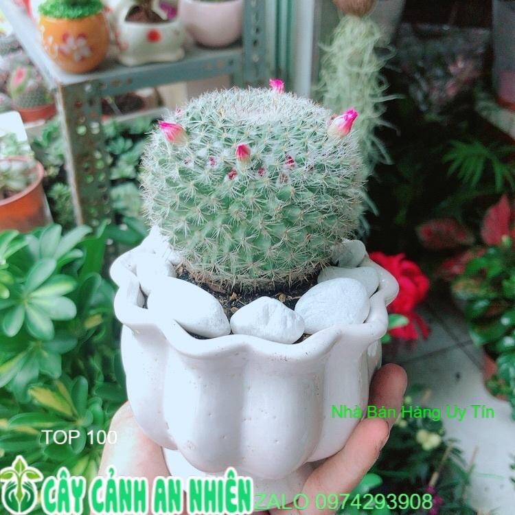 Chậu Xương Rồng Nở Hoa