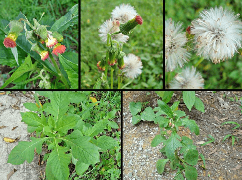 Hạt Giống Rau Tàu Bay - 1 gói 20 hạt