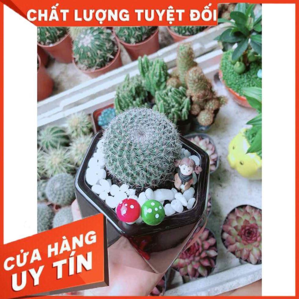 Chậu Xương Rồng Nhiều Người Mua