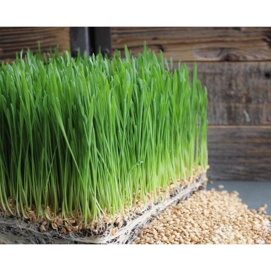 Hạt Giống Mầm Lúa Mạch CT234 - Gói 100 gram