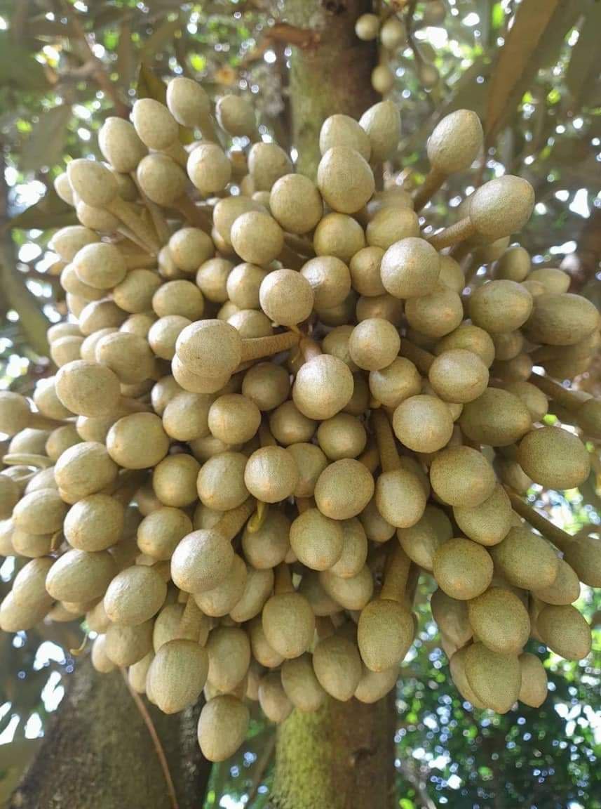 POLY. CANXI-BO Chống khô, nứt, méo trái, trái tròn đầy, neo trái, lép non, nứt đầu hạt khi lúa trổ