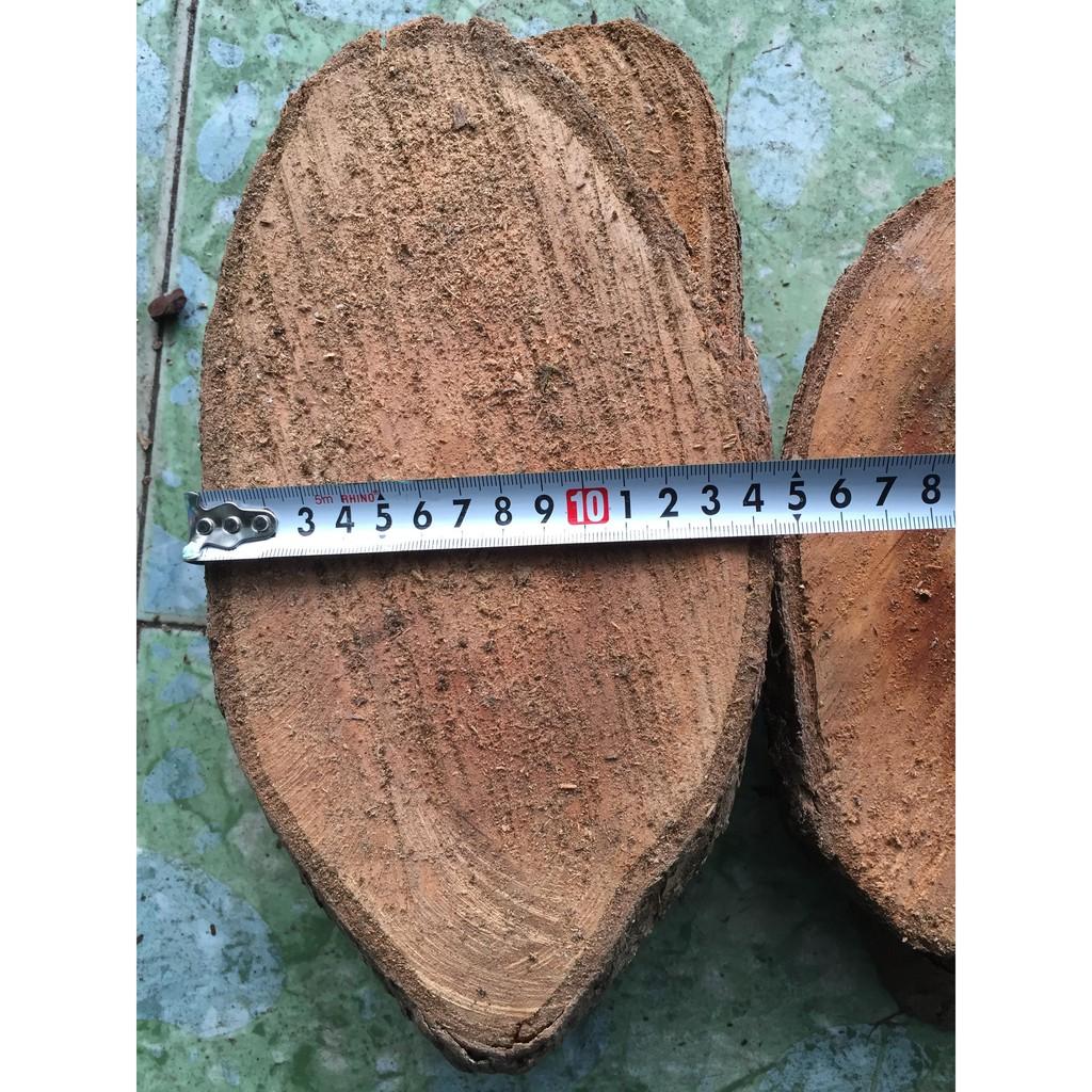 5 miếng gỗ vú sữa ghép lan đường kính từ 13-16 cm