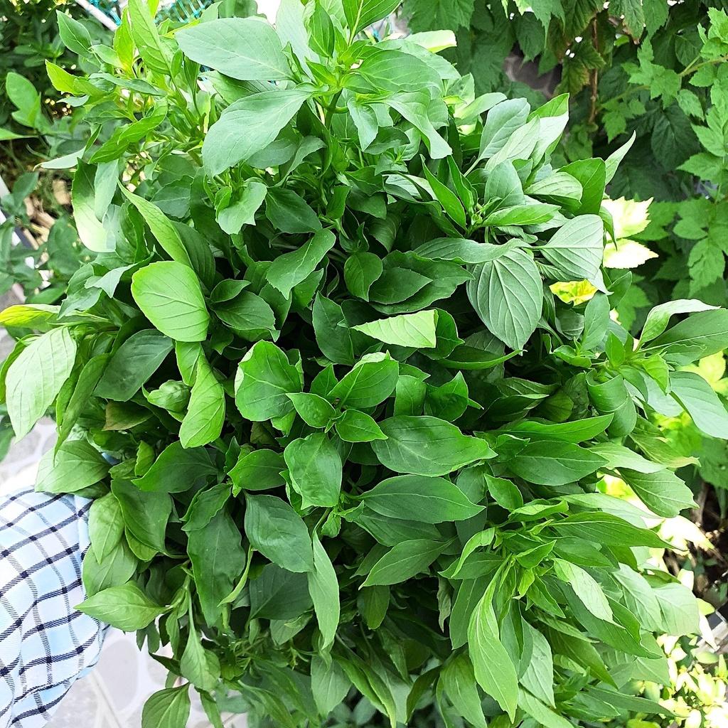 Hạt giống Rau Quế lá to Rado 25 gói 10gr