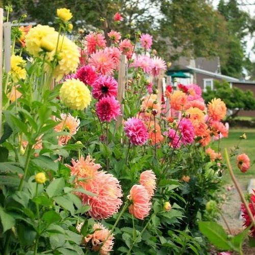 Hạt Giống Hoa Thược Dược Kép Cao Mix Màu KNS3670 - Gói 30 hạt
