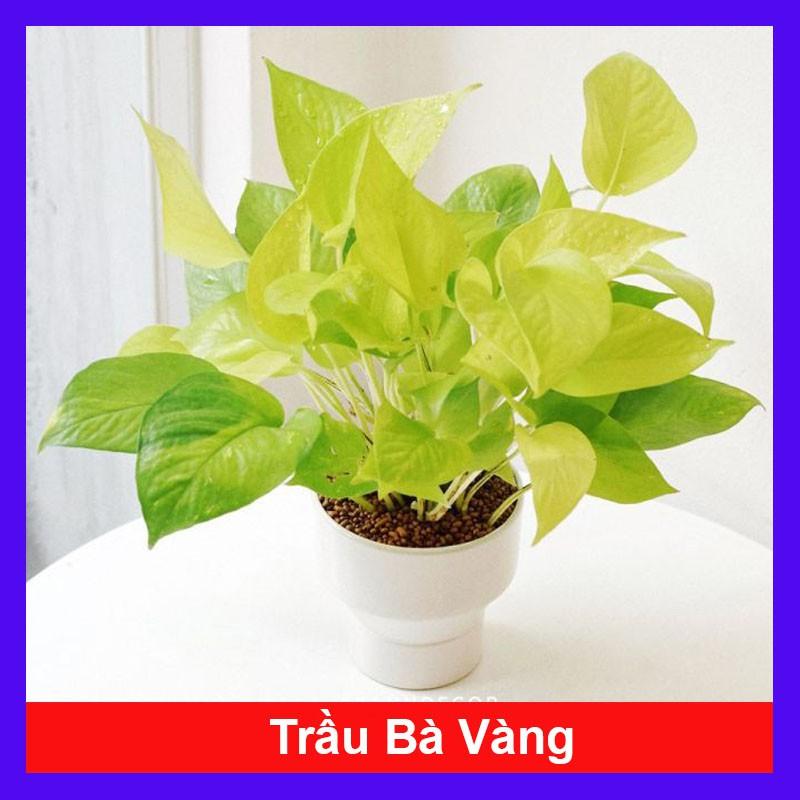 Cây trầu bà vàng - cây cảnh để trong nhà + tặng phân bón cho cây