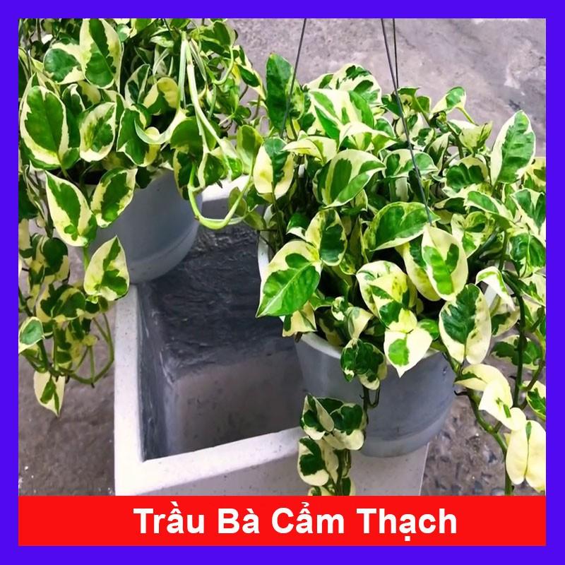 Cây trầu bà cẩm thạch - trầu bà ngọc thủy - cây cảnh để bàn + tặng phân bón cho cây