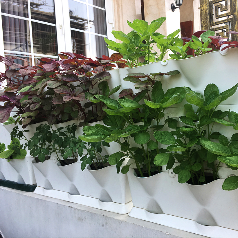 Chậu Trồng Rau Đứng Nhập Khẩu kèm bộ tự Tưới nhỏ giọt và tự bón phân cho rau tự động