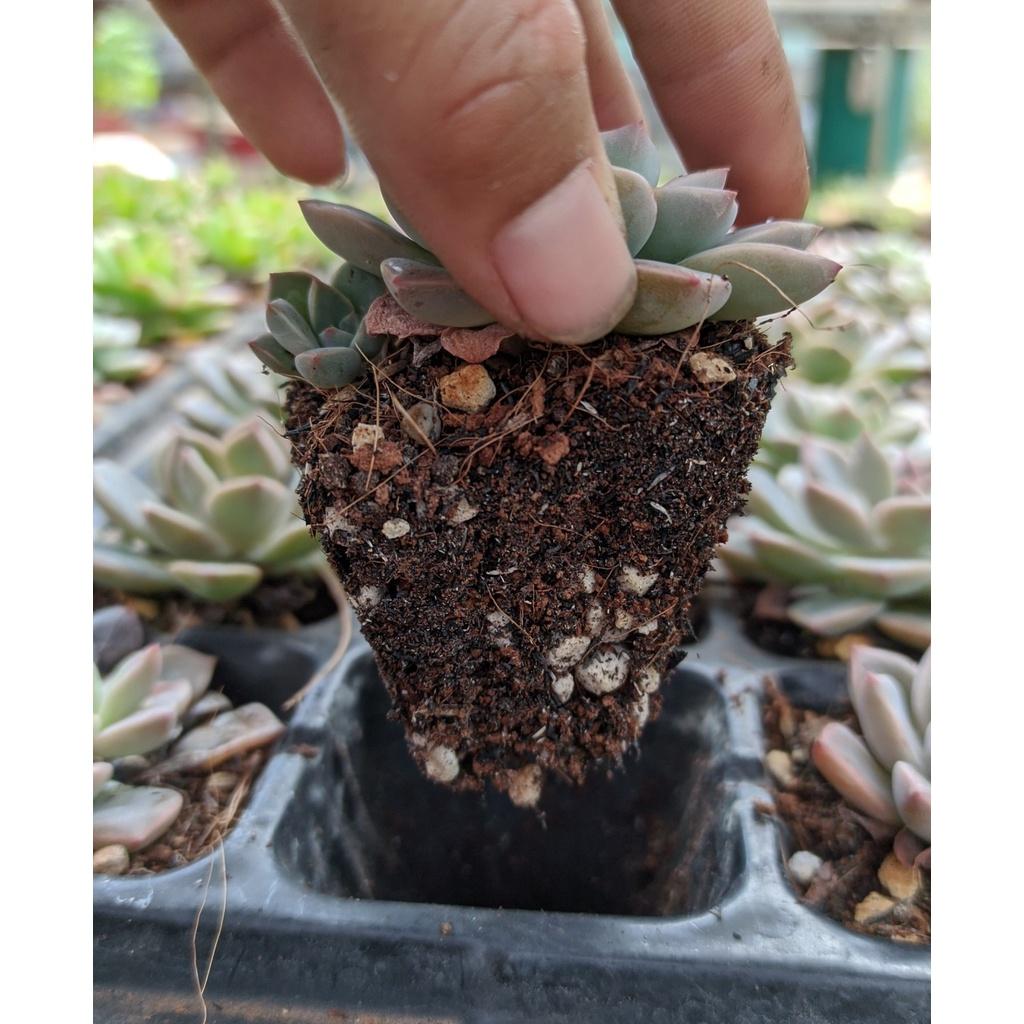 300g Giá thể trồng sen đá, xương rồng soil mix, đất trồng sen đá