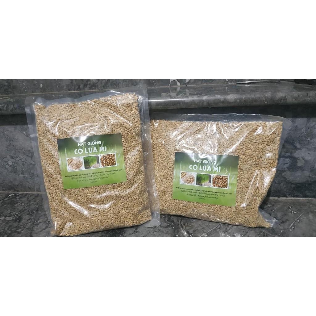 1kg hạt giống cỏ lúa mì (wheatgrass, lúa mạch, cỏ mèo)