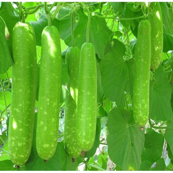 Hạt giống bầu lai ngắn siêu quả