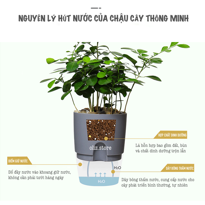 Chậu trồng cây thông minh A7. Có chức năng tự tưới nước cho cây