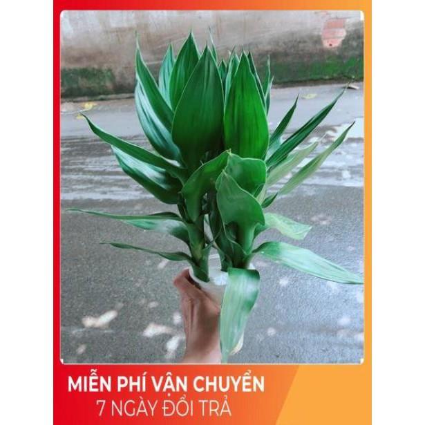 Phát Tài Búp Sen