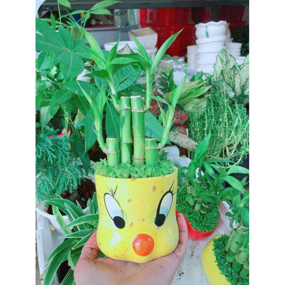 Chậu trúc phát tài Bán Chạy