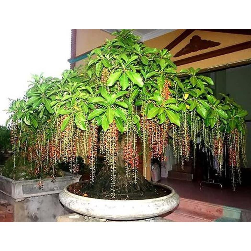 Hạt giống cây lộc vừng hoa đỏ - Gói 5 hạt - KNS3