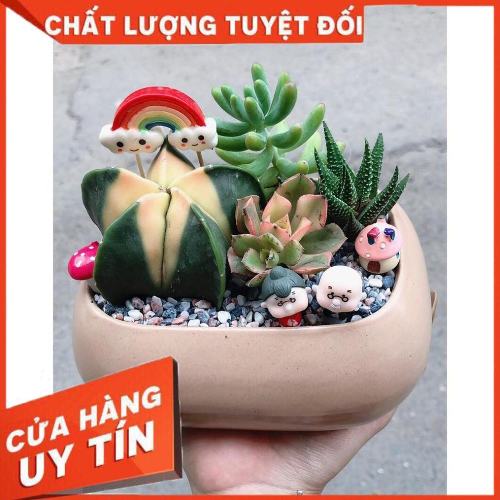 Chậu xương rồng tiểu cảnh