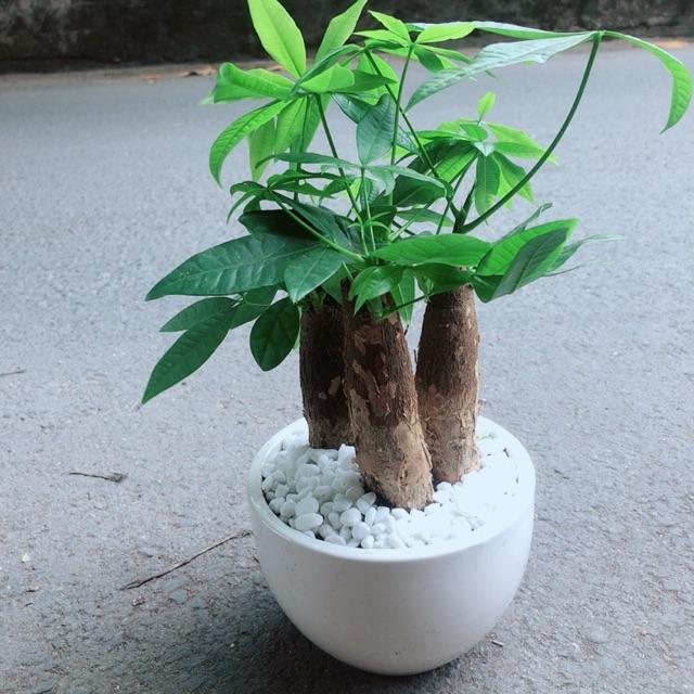 Chậu Cây Kim Ngân