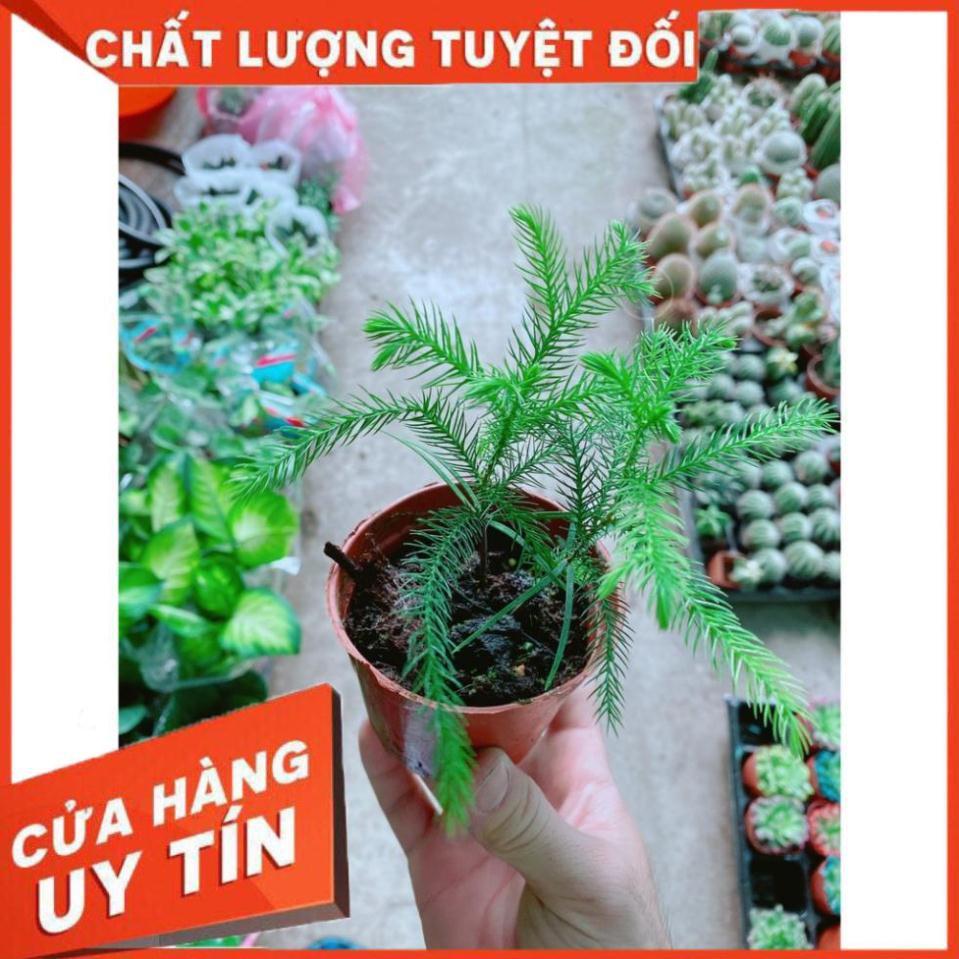 Tùng Bồng Lai Tùng Tiên Bách Tùng