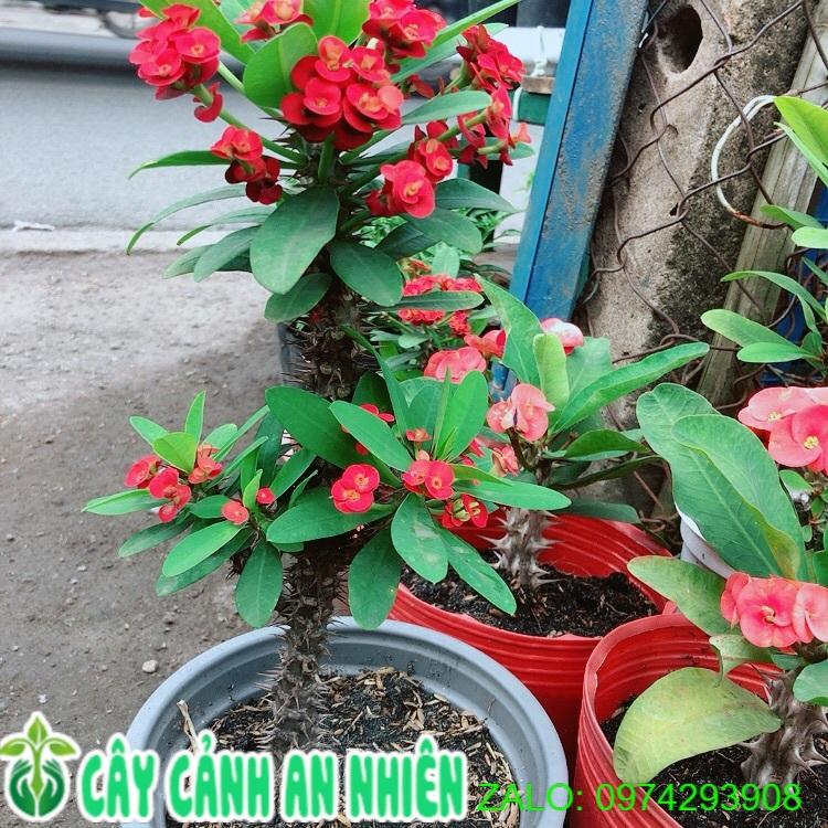 Cây Xương Rồng Bát Tiên