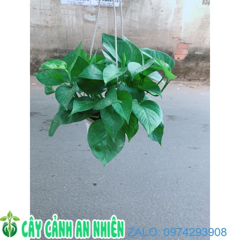 Trầu Bà Thái Xanh