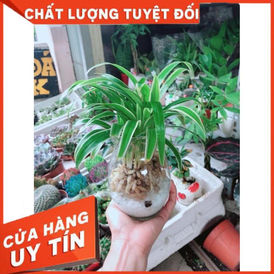 Chậu Lan Chi Thủy Sinh Nhiều Người Mua
