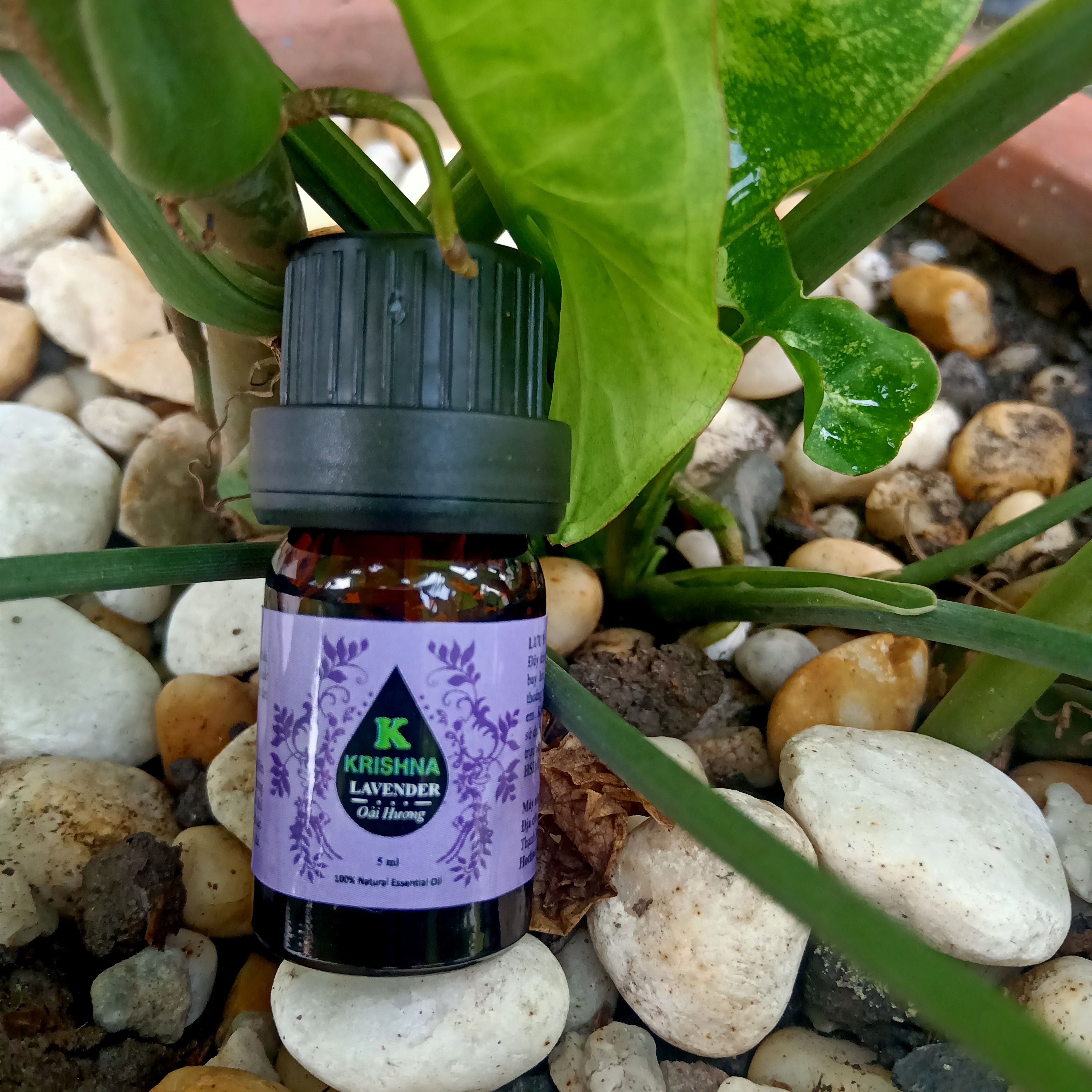 Tinh dầu Oải hương KRISHNA cao cấp nguyên chất nhập khẩu 5ml - Lavender Essential Oil - Tinh dầu xông phòng giúp thư giãn, giảm căng thẳng, khử mùi, nâng cao chất lượng giấc ngủ. Tinh dầu thơm phòng cao cấp Krishna.