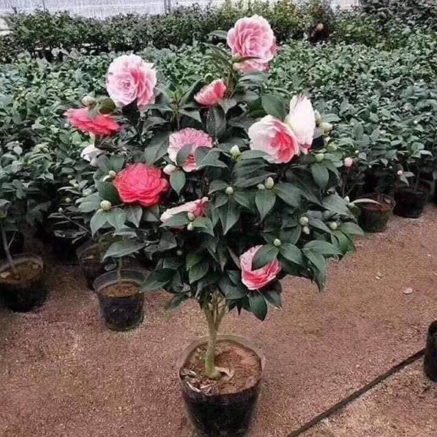 Cây hoa trà my giống -Không giao dc 19 tỉnh Miền Nam
