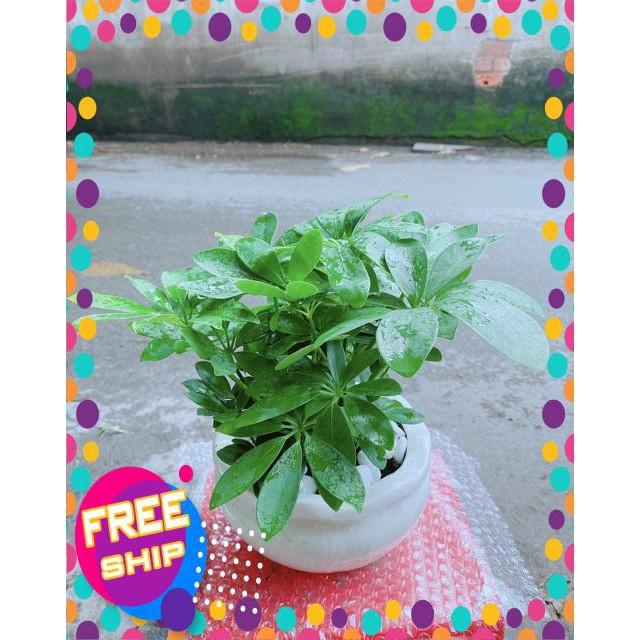 Chậu Cây Ngũ Gia Bì Để Bàn